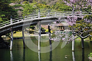 Japanese traditional garden, wooden bridge.