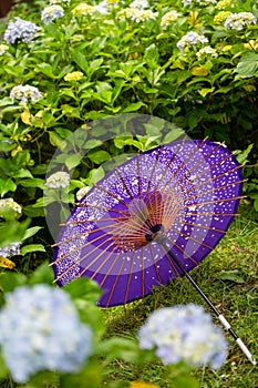 Japanese traditional oil paper umbrella and Hydrangea macrophylla flowering shrubs and bushes in the garden.