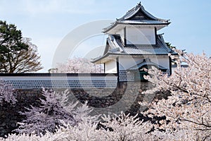 Japanese traditional stone wall with Sakura trees full bloom soft pink infront,  against soft blue sky background, white Kanazawa