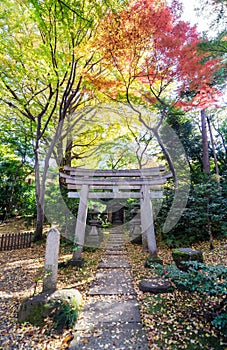 Japanese Traditional Temple in Autumn Garden