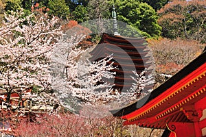 Japanese traditional temple and cherry blossom