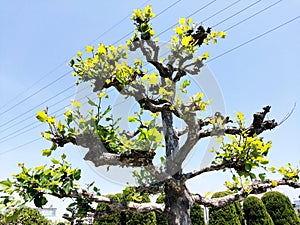 ÃÂrvore bonsai photo