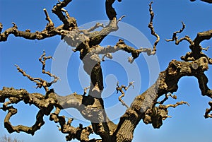 Japanese Tree - Crown in Winter