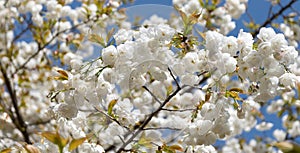 Japanese tree flower blooming nature background in spring