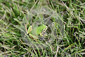 A Japanese tree frog ( Dryophytes japonicus ).