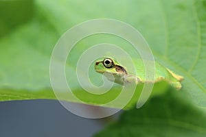 Japanese tree frog on the leaf of okra