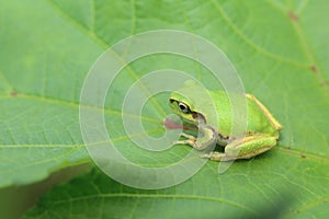 Japanese tree frog on the leaf of okra