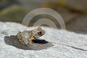 Japanese tree frogs