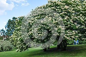 Japanese tree lilac