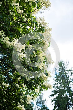 Japanese tree lilac branches