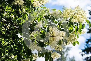 Japanese tree lilac branches