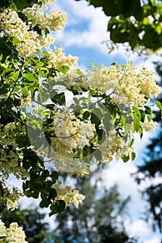Japanese tree lilac branches