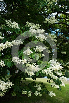 Japanese tree lilac branches