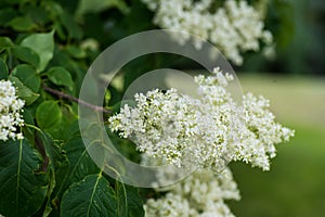 Japanese tree lilac branches
