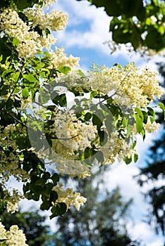 Japanese tree lilac branches photo