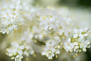 Japanese tree lilac branches