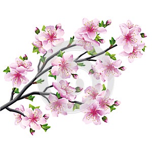 Japanese tree sakura, cherry blossom isolated