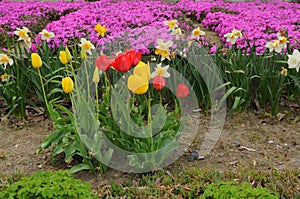 Japanese Tulips and Purple Flowers Carpenter