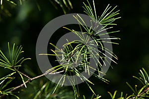 Japanese umbrella pine (Sciadopitys verticillata)