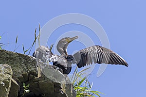 Japanese, or Ussuriian cormorant Phalacrocorax capillatus on the edge of a cliff on the seashore