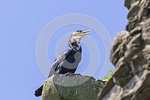 Japanese, or Ussuriian cormorant Phalacrocorax capillatus on the edge of a cliff on the seashore