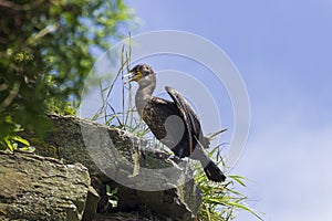 Japanese, or Ussuriian cormorant Phalacrocorax capillatus on the edge of a cliff on the seashore