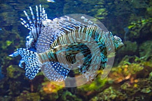 Japanese warbonnet fish close up