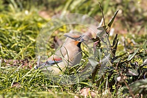 Japanese waxwing on the ground to eat mondo grass berry photo