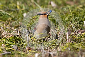 Japanese waxwing on the ground to eat mondo grass berry photo