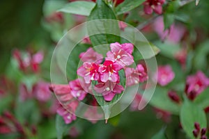 Japanese Weigela japonica, rosey-red, tubular inflorescence and leaves photo