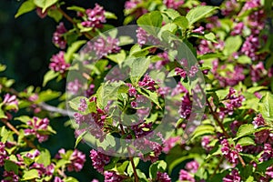 Japanese weigela Weigela hortensis flowers in full bloom