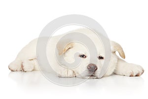 Japanese white Akita puppy lying