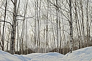 Japanese white birch in the snow