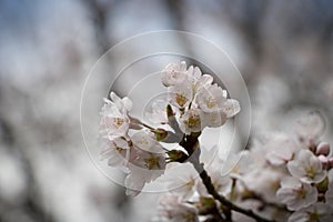 Japanese White Blooming