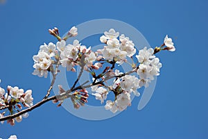 Japanese white cherry blossoms Sakura flowers branch on blue sky background.