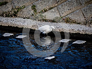Japanese white egret in a city river