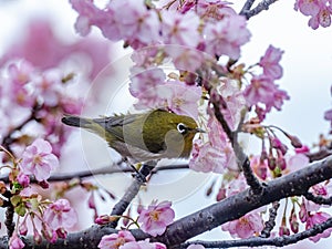 A Japanese white-eye, also called a warbling white-eye or mountain white-eye, Zosterops japonicus, perches among the the plum