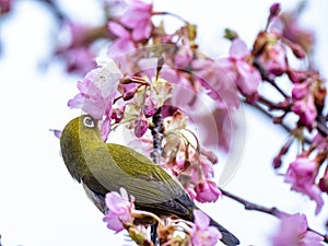 A Japanese white-eye, also called a warbling white-eye or mountain white-eye, Zosterops japonicus, perches among the the plum