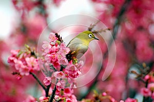 Japanese White Eye on a Cherry Blossom Tree