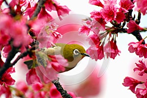 Japanese White Eye on a Cherry Blossom Tree