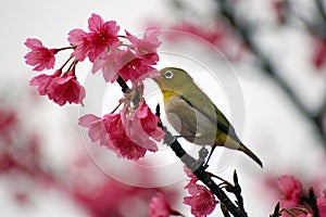 Japanese White Eye on a Cherry Blossom Tree