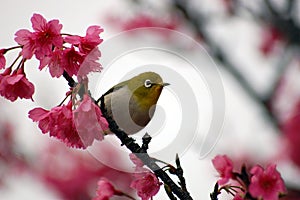 Japanese White Eye on a Cherry Blossom Tree