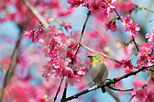 Warbling White-eye on cherry blossoms tree. bird, flower, wildlife, Mejiro, Nature, animals, spring photo