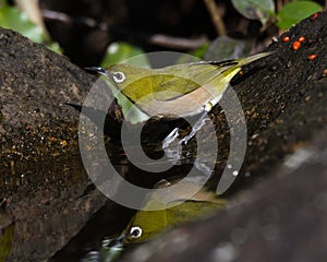 Japanese White-eye profile view with refelection