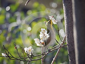 Japanese white-eye and prune blossoms