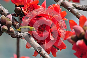 Japanese White eye on Red silk cotton tree flower