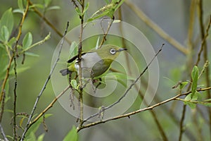 Japanese White-eye ( Taiwan Birds ).