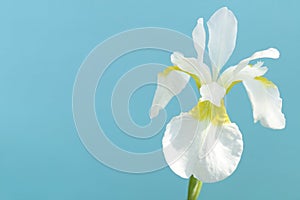 Japanese white iris flower in summer blue #2