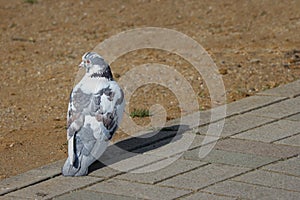 Japanese white lovely dove bird standing on the rock paving stone way.