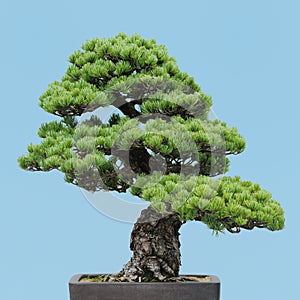 Japanese White Pine bonsai